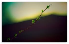 green twig